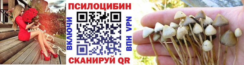 Галлюциногенные грибы мицелий  Купить где  Новая Ладога 